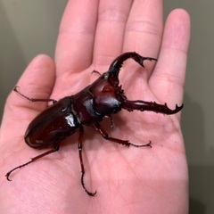 色んな種類のクワガタ、カブトムシ！珍しい種類や外国産も！お子さんのプレゼントに！の画像