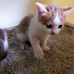 子猫（白ハチワレ）家族に迎えてください
