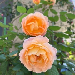 【薔薇】【大苗】レディ・エマ・ハミルトン