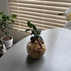 土を使わない観葉植物 ガジュマル