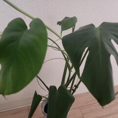 モンステラ(植物のみの値段)の画像