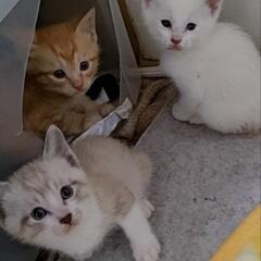 子猫　白　　家族に迎えてください。