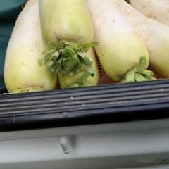 トウ立ちしかけ大根