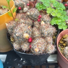 サボテンモリモリ   1つ   の画像