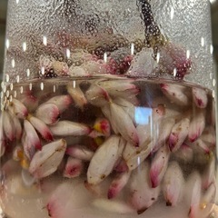 簡単に作れる発酵酵素ドリンク教室！