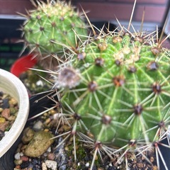 サボテン花芽付き  直径8センチ位です。の画像