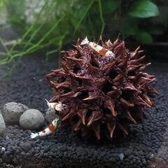 フウの実（５個）