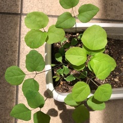 あけび苗　5本