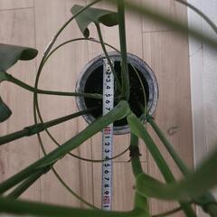 モンステラ(植物のみの値段)の画像