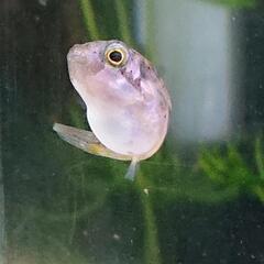 アベニーパファー幼魚￥500～ 購入数に応じてお値引きあります、...