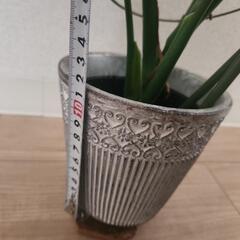 モンステラ(植物のみの値段)の画像