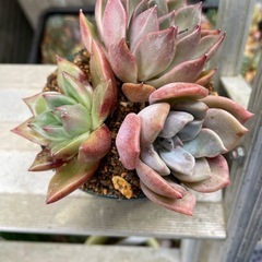 多肉植物3種