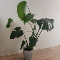 モンステラ(植物のみの値段)の画像