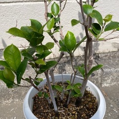 観葉植物２鉢セットの画像