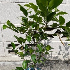 観葉植物２鉢セットの画像