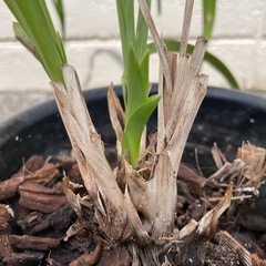 観葉植物③の画像