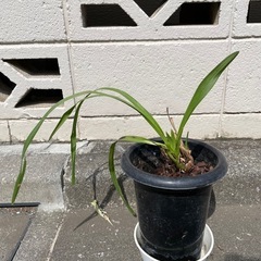観葉植物③