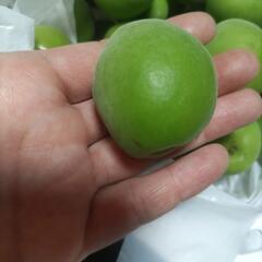 今日ちぎった青梅です！お問い合わせありがとうございました！完売しました！の画像