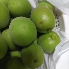 今日ちぎった青梅です！お問い合わせありがとうございました！完売しました！の画像