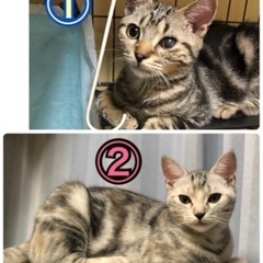 アメショ風な子猫ペア❗️