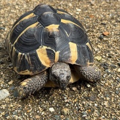 ヘルマンリクガメ