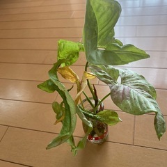 観葉植物、シンゴニウムミルクコンフェッティー
