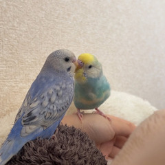 セキセイインコ5ヶ月。決まりました、連絡くれた方ありがとうございました