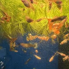 飼育中に増えたグッピー大小♂♀合わせて25匹・大（成魚）10匹（♂5匹、♀5匹） ・中(10mm以上)：15匹（♂♀不明）の画像
