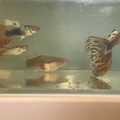 飼育中に増えたグッピー大小♂♀合わせて25匹・大（成魚）10匹（♂5匹、♀5匹） ・中(10mm以上)：15匹（♂♀不明）の画像