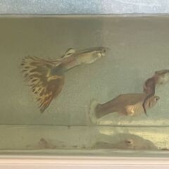 飼育中に増えたグッピー大小♂♀合わせて25匹・大（成魚）10匹（♂5匹、♀5匹） ・中(10mm以上)：15匹（♂♀不明）の画像