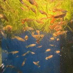 飼育中に増えたグッピー大小♂♀合わせて25匹・大（成魚）10匹（♂5匹、♀5匹） ・中(10mm以上)：15匹（♂♀不明）の画像