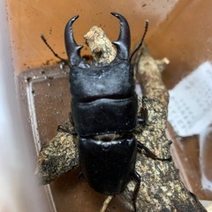 クワガタムシの画像