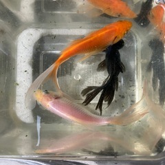 金魚　コメット　出目金