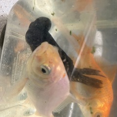 金魚　コメット　出目金の画像