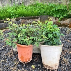 予約済み　つるバラ　2本セット