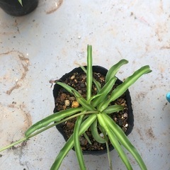 オリヅルラン②