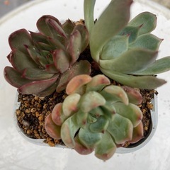 多肉植物カット苗3種（3cm以上）