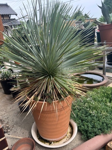 ユッカロストラータ実生 鉢ごと🌴