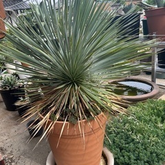 ユッカロストラータ実生　鉢ごと🌴