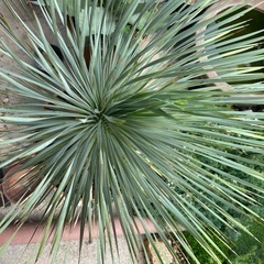 ユッカロストラータ実生 鉢ごと🌴