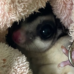 フクモモ フクロモモンガ ♂ノーマル