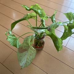 観葉植物シンゴニウムミルクコンフェッティー