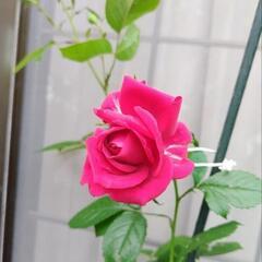 バラ苗 Forever Rose