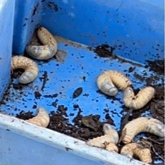 カブトムシの幼虫
