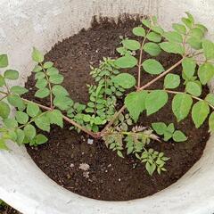 新駒という品種のタラの芽の苗
