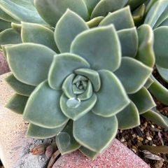 多肉植物　エケベリアの画像