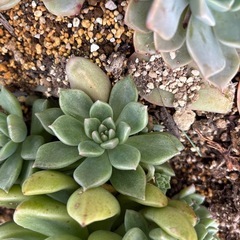 エケベリア　多肉植物の画像