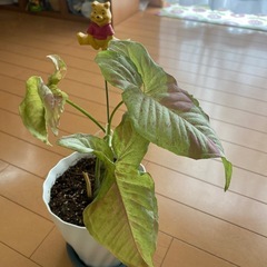 観葉植物シンゴニウムミルクコンフェッティー