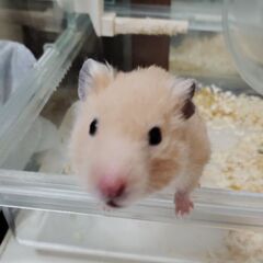 飼っていただける方