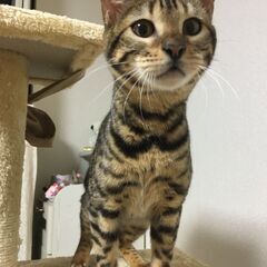 ベンガル　メス　臆病だけど甘えん坊　６歳